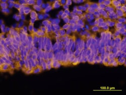 Mouse Protogenin Antibody, R D Systems 25&mu;g; Unlabeled:Antibodies, Polyclonal