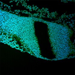 Human Protogenin Antibody, R D Systems 25&mu;g; Unlabeled:Antibodies, Polyclonal