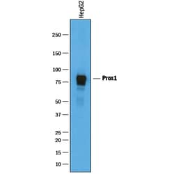 Human Prox1 Antibody, R D Systems 100&mu;g; Unlabeled:Antibodies, Polyclonal