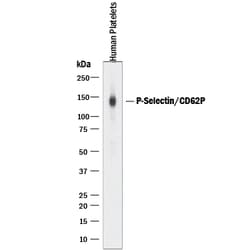 Human/Rat P-Selectin/CD62P Antibody, R D Systems 100&mu;g; Unlabeled:Antibodies,