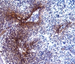 Human P-Selectin/CD62P Antibody, R D Systems 200 &mu;g | Buy Online | R&D Systems | Fisher Scientific