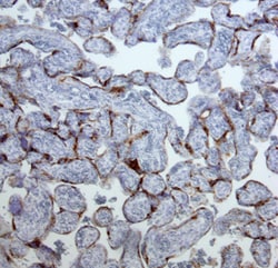 PSG-1 Mouse anti-Human, Clone: 684701, R D Systems 25&mu;g; Unlabeled:Antibodies,