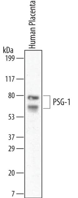 PSG-1 Mouse anti-Human, Clone: 684701, R D Systems 25&mu;g; Unlabeled:Antibodies,