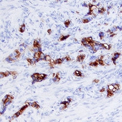 Human PSMA/FOLH1/NAALADase I Antibody, R D Systems 100&mu;g; Unlabeled:Antibodies,