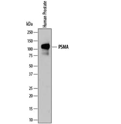 Human PSMA/FOLH1/NAALADase I Antibody, R D Systems 100&mu;g; Unlabeled:Antibodies,
