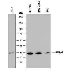 Human/Mouse/Rat PSMA2 Antibody, R D Systems 25&mu;g; Unlabeled:Antibodies,