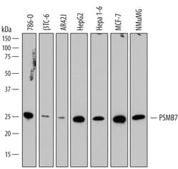 Human/Mouse PSMB7 Antibody, R D Systems 100ug; Unlabeled:Antibodies, Monoclonal