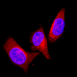 Human PTEN Antibody, R D Systems 100&mu;g; Unlabeled:Antibodies, Polyclonal