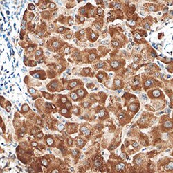 Human PTEN Antibody, R D Systems 100&mu;g; Unlabeled:Antibodies, Polyclonal