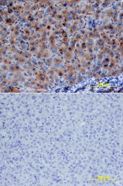 Human/Mouse PTEN Antibody, R D Systems 100ug; Unlabeled:Antibodies, Monoclonal
