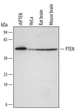 Human/Mouse PTEN Antibody, R D Systems 100ug; Unlabeled:Antibodies, Monoclonal