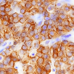 Human PTH Antibody, R D Systems 100&mu;g:Antibodies, Monoclonal