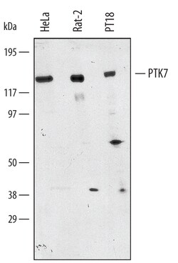Human/Mouse/Rat PTK7/CCK4 Antibody, R D Systems 25&mu;g; Unlabeled:Antibodies,