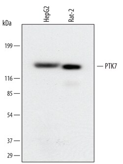 Human/Rat PTK7/CCK4 Antibody, R D Systems 25&mu;g; Unlabeled:Antibodies,