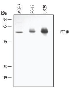 Human/Mouse/Rat PTP1B Antibody, R D Systems 100&mu;g; Unlabeled:Antibodies,