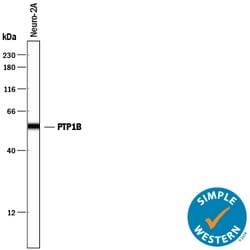 Mouse/Rat PTP1B Antibody, R D Systems 25&mu;g; Unlabeled:Antibodies, Polyclonal