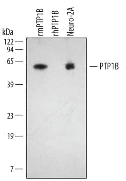 Mouse/Rat PTP1B Antibody, R D Systems 25&mu;g; Unlabeled:Antibodies, Polyclonal