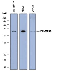 Human/Mouse/Rat PTP-MEG2 Antibody, R D Systems 100ug; Unlabeled:Antibodies,