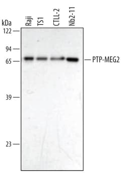 Human/Mouse/Rat PTP-MEG2 Antibody, R D Systems 25&mu;g; Unlabeled:Antibodies,