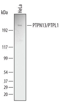 Human PTPN13/PTPL1 Antibody, R D Systems 100&mu;g; Unlabeled:Antibodies,