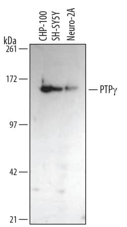 Human/Mouse/Rat PTP gamma/PTPRG Antibody, R D Systems 25 &mu;g | Buy Online | R&D Systems | Fisher Scientific