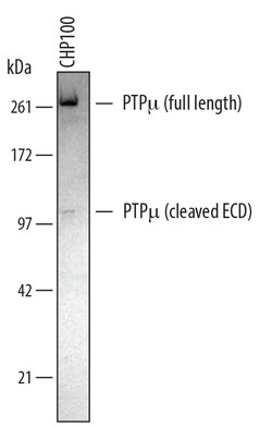 Human/Mouse/Rat PTP mu/PTPRM Antibody, R D Systems 100ug; Unlabeled:Antibodies,