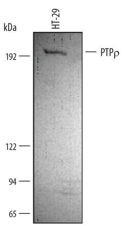 Human PTP rho/PTPRT Antibody, R D Systems 25&mu;g; Unlabeled:Antibodies,