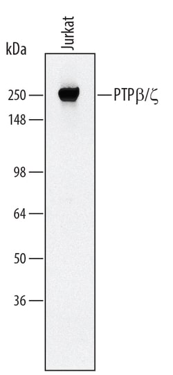 Human PTP beta/zeta/PTPRZ Antibody, R D Systems 25&mu;g; Unlabeled:Antikörper