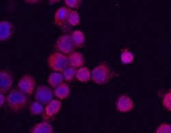 Human PU.1/Spi-1 Antibody, R D Systems 25&mu;g; Unlabeled:Antibodies, Polyclonal
