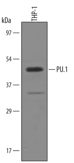 Human PU.1/Spi-1 Antibody, R D Systems 25&mu;g; Unlabeled:Antibodies, Polyclonal