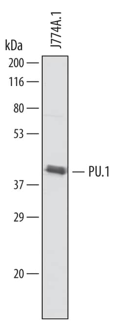 Mouse PU.1/Spi-1 Antibody, R D Systems 100&mu;g; Unlabeled:Antibodies,