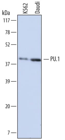 Human PU.1/Spi-1 Antibody, R D Systems 25&mu;g; Unlabeled:Antibodies, Monoclonal