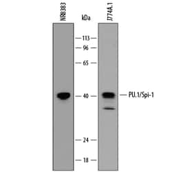 Mouse PU.1/Spi-1 Antibody, R D Systems 100ug; Unlabeled:Antibodies, Monoclonal