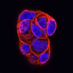 Human Rab13 Antibody, R D Systems 25&mu;g; Unlabeled:Antibodies, Monoclonal
