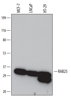 Human RAB25 Antibody, R D Systems 25&mu;g; Unlabeled:Antibodies, Monoclonal