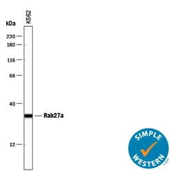 Human/Mouse/Rat Rab27a Antibody, R D Systems 100&mu;g; Unlabeled:Antibodies,