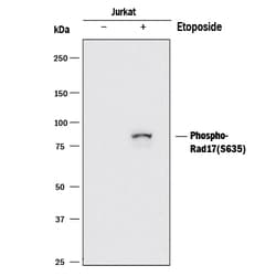 Human Phospho-Rad17 (S635) Antibody, R D Systems 100&mu;g; Unlabeled:Antibodies,