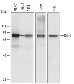 Human/Mouse/Rat Raf-1 Antibody, R D Systems 25&mu;g; Unlabeled:Antibodies,