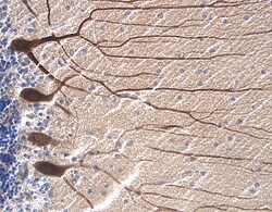 Human/Mouse/Rat RAGE/AGER Antibody, R D Systems 25&mu;g; Unlabeled:Antibodies,