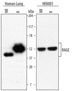 Human/Mouse/Rat RAGE/AGER Antibody, R D Systems 25&mu;g; Unlabeled:Antibodies,