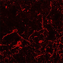 Human/Mouse/Rat RAGE Antibody, R D Systems 25&mu;g; Unlabeled:Antibodies,