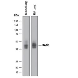 Human/Mouse/Rat RAGE Antibody, R D Systems 25&mu;g; Unlabeled:Antibodies,