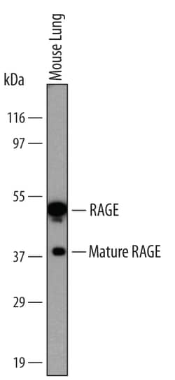Mouse RAGE Antibody, R D Systems 25&mu;g; Unlabeled:Antibodies, Monoclonal