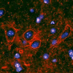 Mouse RAGE Antibody, R D Systems 100ug; Unlabeled:Antibodies, Monoclonal