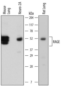 Mouse RAGE Antibody, R D Systems 25&mu;g; Unlabeled:Antibodies, Monoclonal