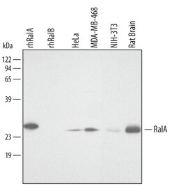 Human/Mouse/Rat RalA Antibody, R D Systems 100&mu;g; Unlabeled:Antibodies,