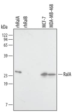 Human/Mouse/Rat RalA Antibody, R D Systems 25&mu;g; Unlabeled:Antibodies,