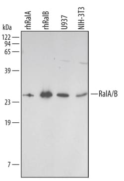 Human/Mouse/Rat RalA/RalB Antibody, R D Systems 25&mu;g; Unlabeled:Antibodies,