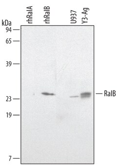 Human RalB Antibody, R D Systems 100ug; Unlabeled:Antibodies, Monoclonal