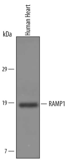 Human RAMP1 Antibody, R D Systems 25&mu;g; Unlabeled:Antibodies, Polyclonal